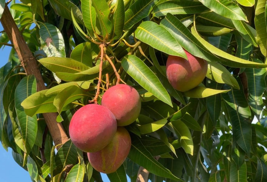 ÁRVORES FRUTÍFERAS EM TODO O CONDOMÍNIO
